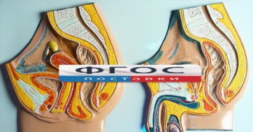 Модель барельефная "Таз мужской и таз женский" - fgospostavki.ru - Салехард