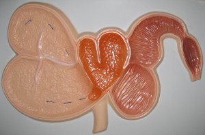 Модель барельефная "Желудок жвачного животного" - fgospostavki.ru - Салехард