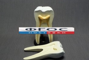 Модель "Строение зуба" - fgospostavki.ru - Салехард